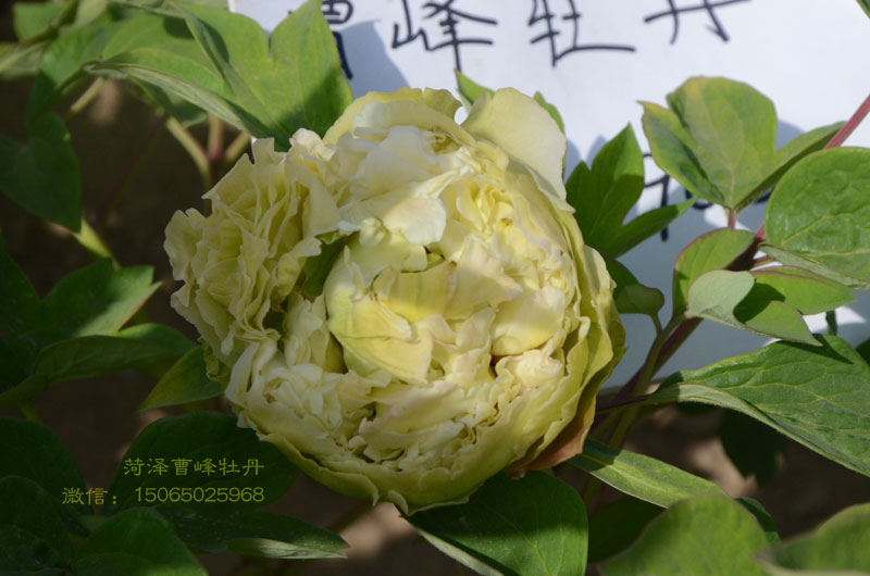 牡丹豆绿品种图片大图 (1).jpg