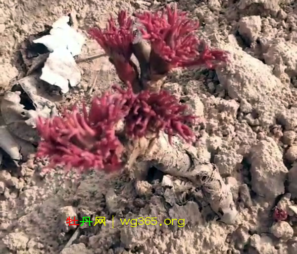 牡丹春季发芽了,牡丹发芽视频分享!