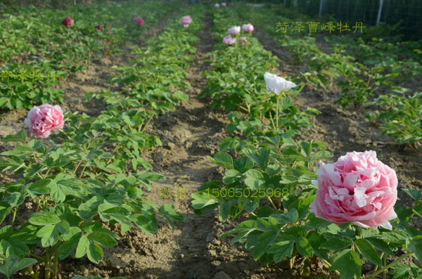 粉牡丹花价格03.jpg