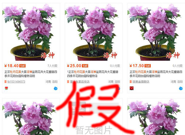 牡丹花是叫洛神吗?洛神与牡丹的关系