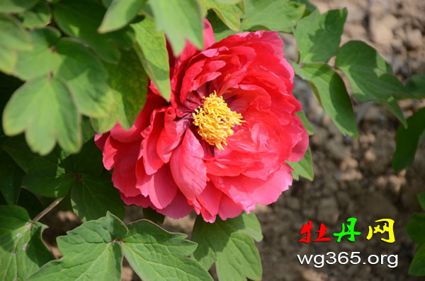 视频解读:纯黑牡丹花图片原来是这么来的!