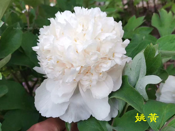 牡丹花贵吗?牡丹花价格越贵越好吗