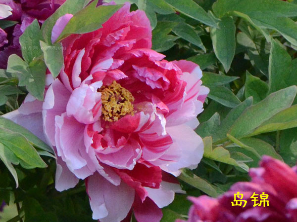 八大牡丹的颜色是哪八种?(附:各色系牡丹花开图片)