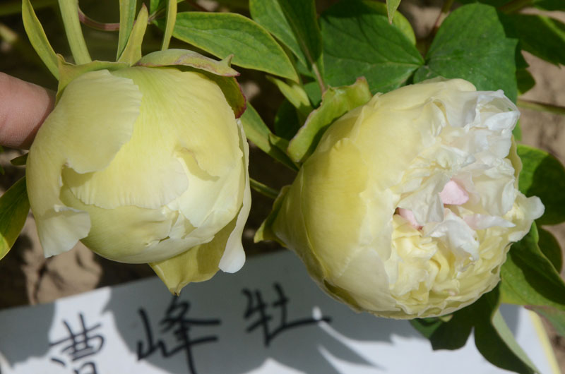 豆绿牡丹花瓣颜色不一样 (1).jpg