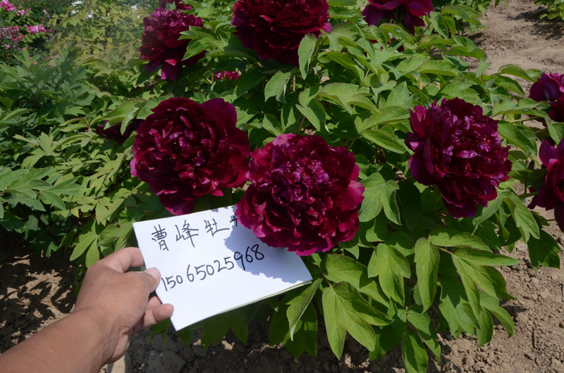 最漂亮的大牡丹花 (4).jpg