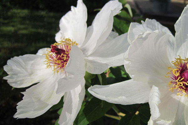 白牡丹花.jpg