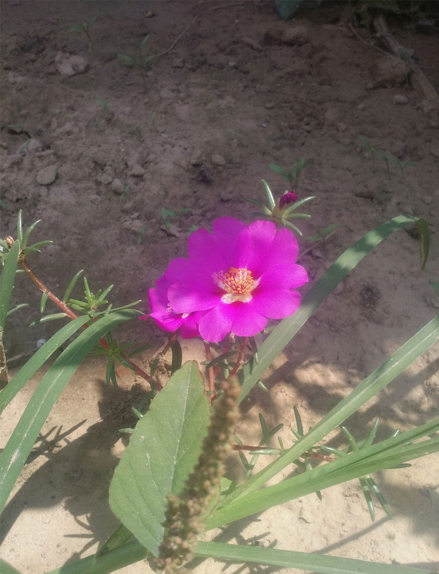 没有牡丹的日子还有它