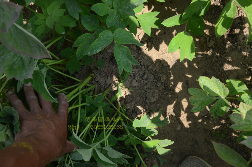 大魏紫牡丹 (2).jpg