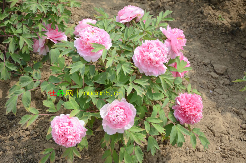 牡丹花几月开花? (2).jpg