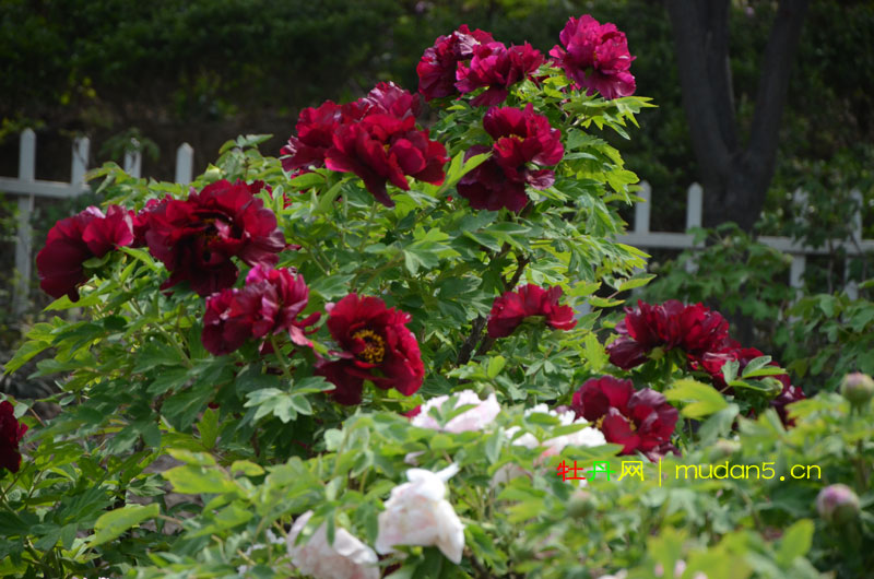 牡丹花几月开花? (1).jpg