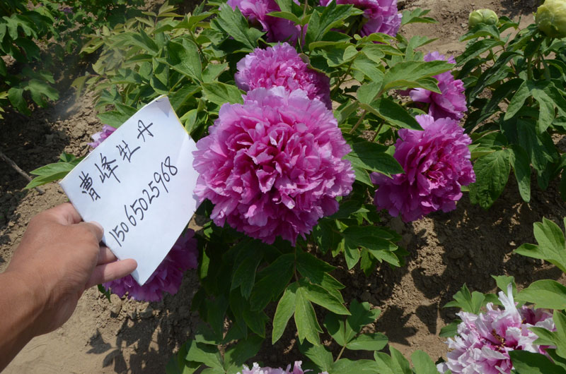 牡丹花什么时候开花什么时候凋谢 (1).jpg