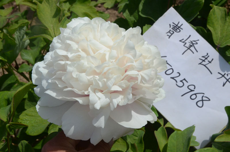 中国每年举办牡丹节的是哪个城市 (2).jpg