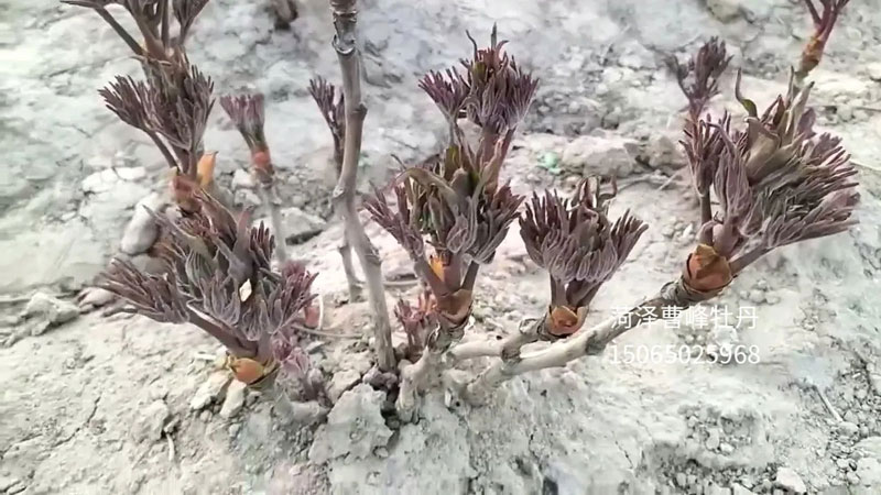 牡丹春天几月份发芽几月份开花?
