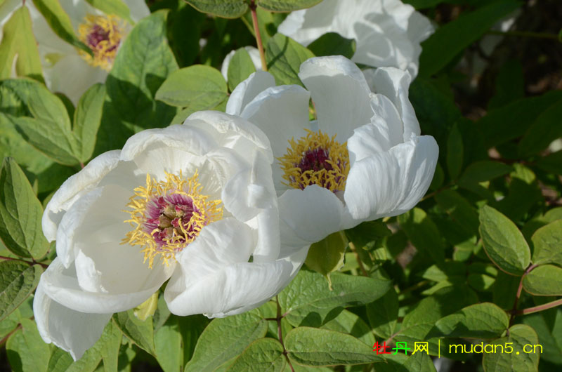 树状牡丹会假吗 (2).jpg