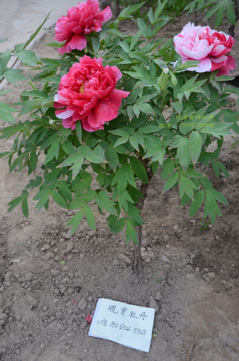 树状牡丹会假吗 (1).jpg