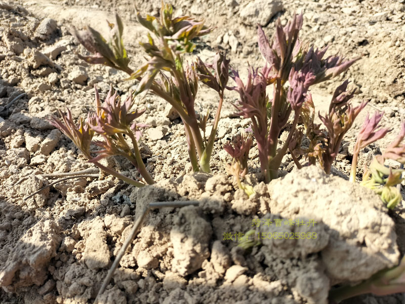 牡丹品种赵粉发芽了