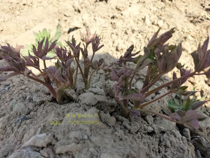 牡丹品种赵粉发芽了图片 (2).jpg