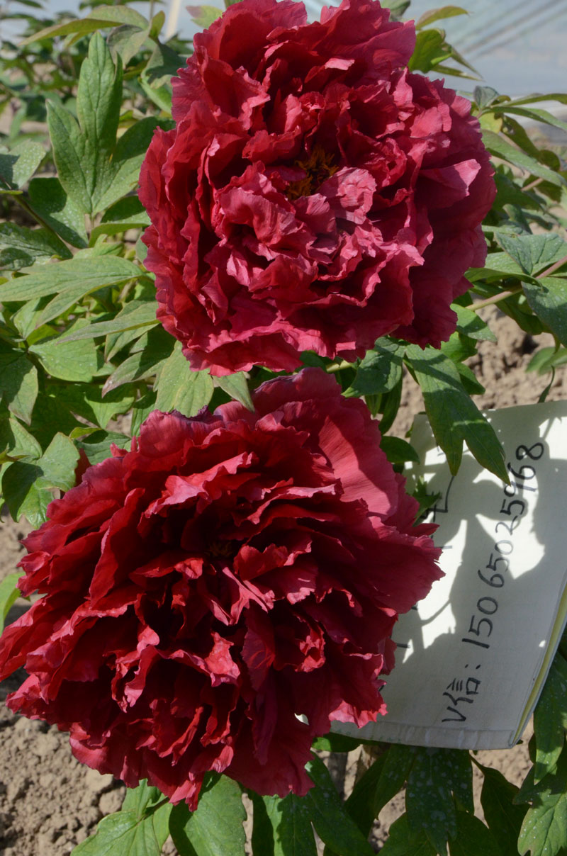 芳纪牡丹 (2).jpg