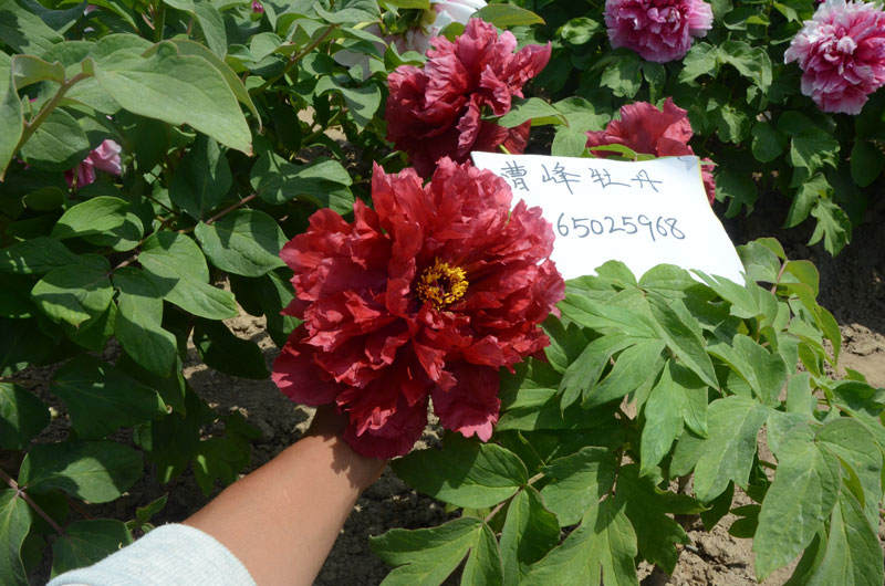 美丽的牡丹花图片 (3).jpg