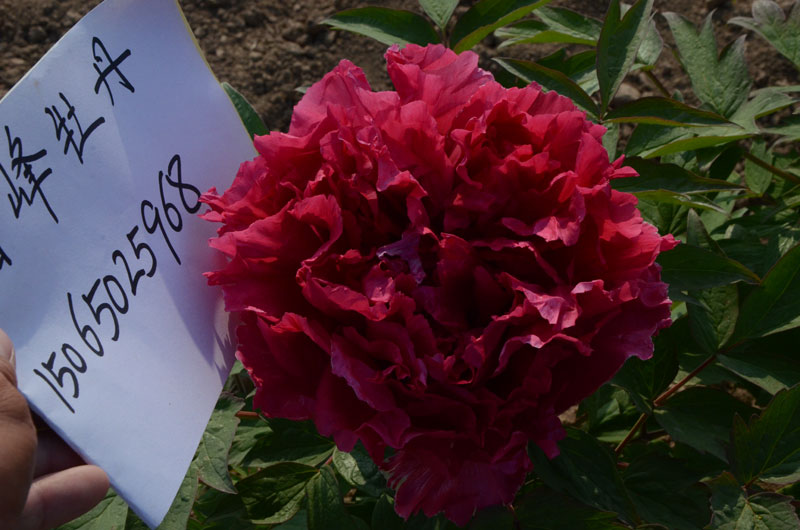 红辉狮子牡丹图片 (4).jpg