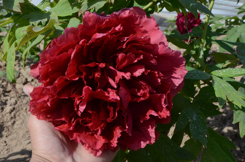 老芳纪牡丹 (40).jpg