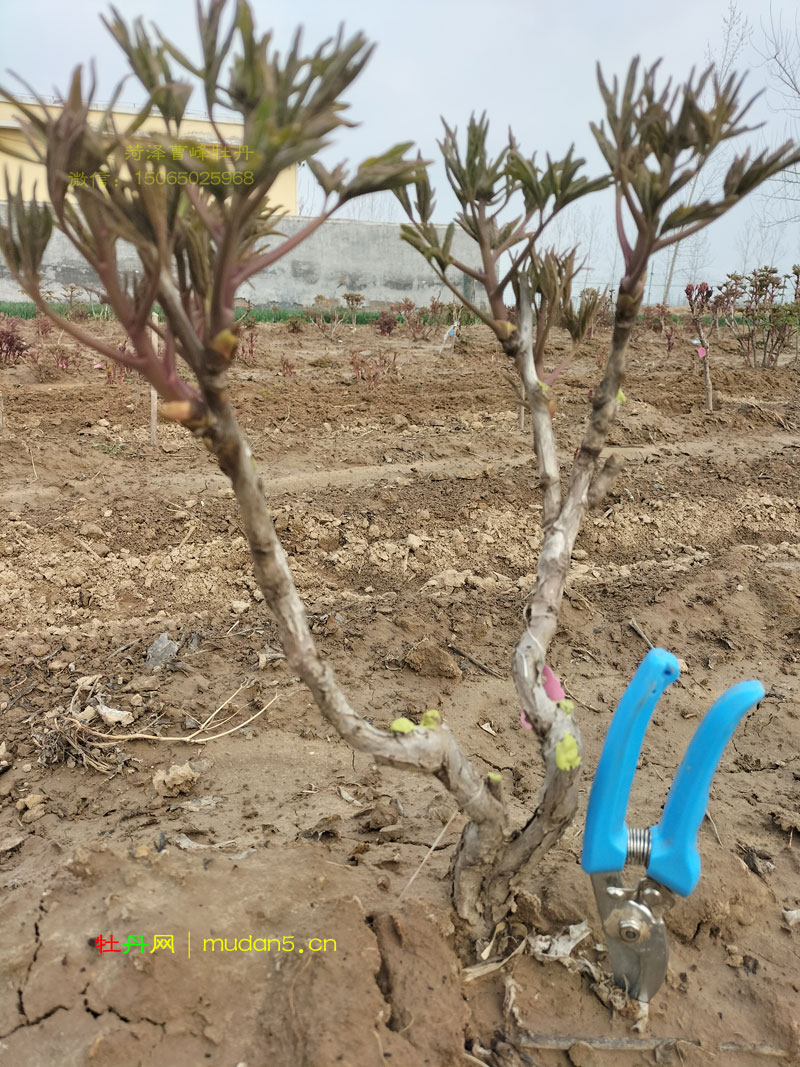 这样的矮桩绿幕隐玉,你喜欢吗?