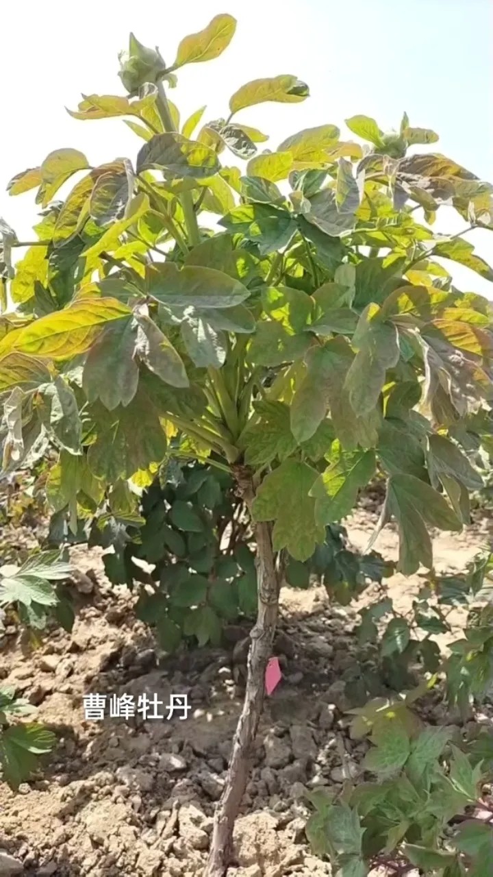 独杆贵妃插翠,你喜欢吗?