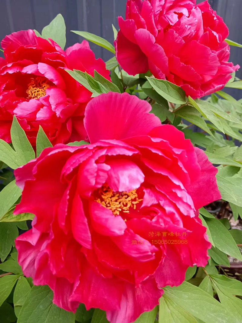 玫瑰花的养护和管理