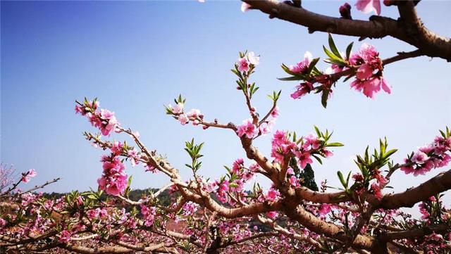 小米草:草坪和园林中的新宠