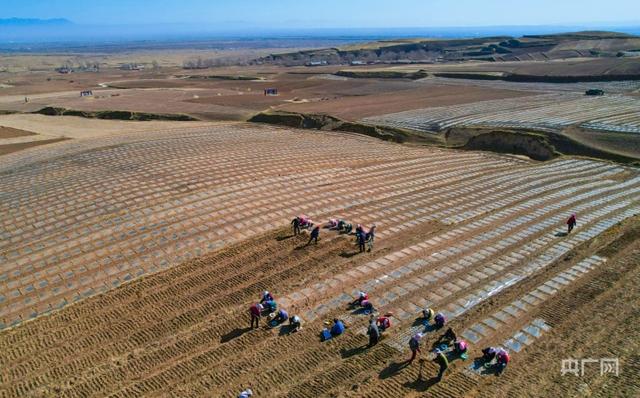 探索雪叶莲独特的生态环境和适应能力