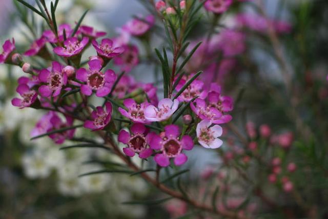 金粟兰的栽培技巧:让它在家中绽放