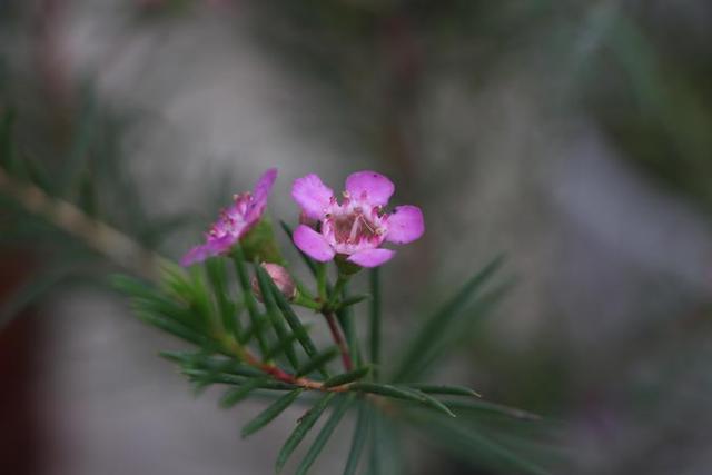 狼毒花:美丽而危险的毒性植物