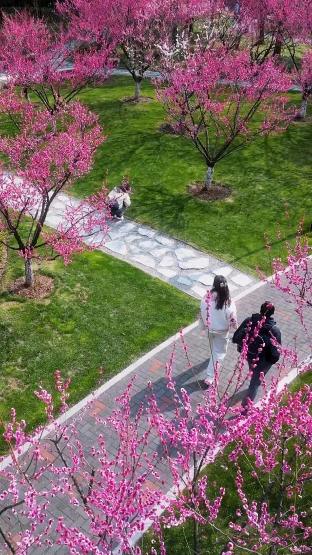 金粟兰的药用价值和保护现状