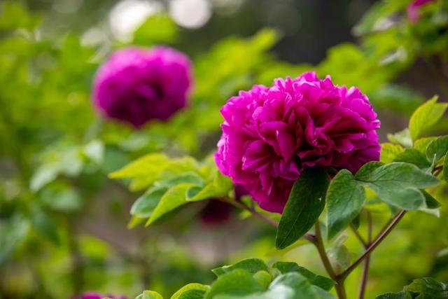 如何种植甘露子花:分享简单易行的技巧,让您轻松打造私人花园的亮点