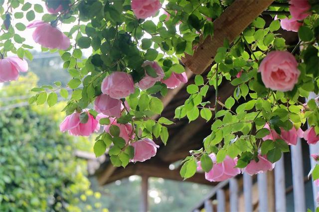 探索龙胆花的独特色彩和形态