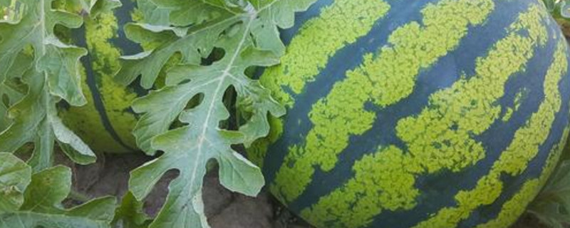 西红柿施肥要点植株调整