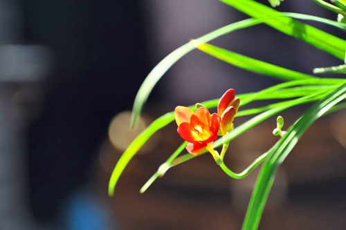 长寿花夏天怎么养?