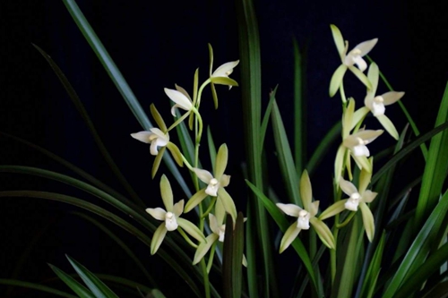 西葫芦苗期管理技术详解