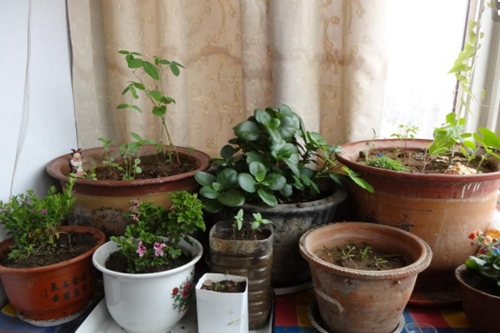 花椰菜需肥特点及施肥方法详解