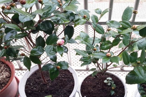 紫罗兰的市场前景与发展趋势