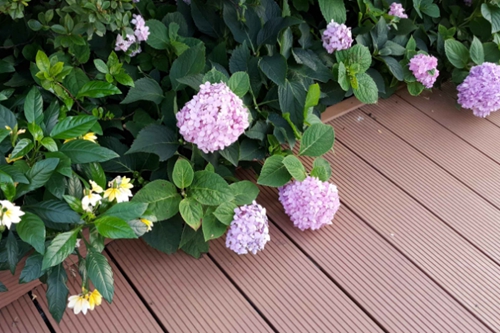 滑子蘑保存技巧分享!教你延长滑子蘑保质期!