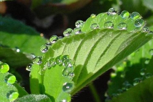 茶花嫁接的好处和注意事项