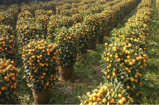 茶桃要多少年才挂果呢?你了解茶桃这种果子吗?