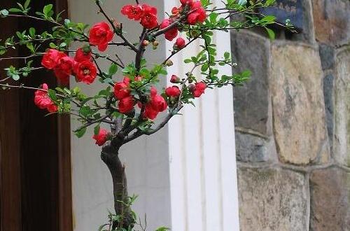 蔓花生这种植物具体都有哪些功用和价值?