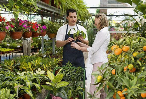 平安树养殖的摆放位置和注意事项