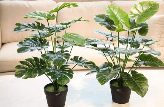 嘴唇花的养殖方法和注意事项