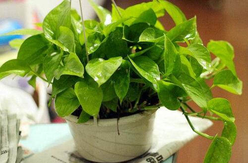 灰灰菜的养殖方法