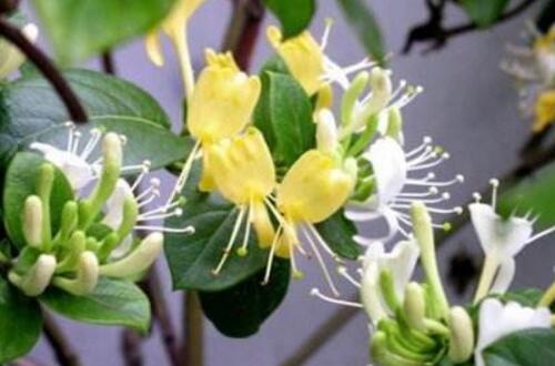 在冬季养植火烧花有什么需要忌讳的地方?有好办法吗?