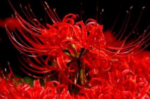 山核桃高清图片大全!山核桃图片全集