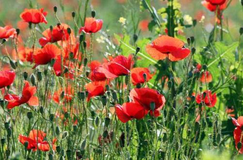 野刺梨其貌不扬?可不要小瞧它!功效和作用多到让你吃惊!